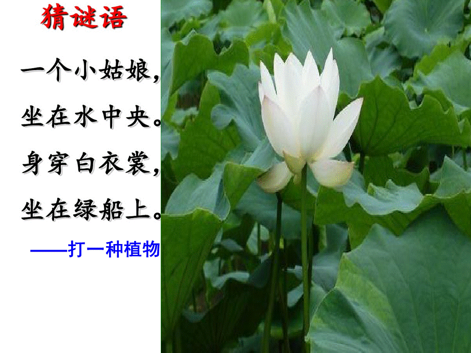 3荷花 (9).ppt_第2页