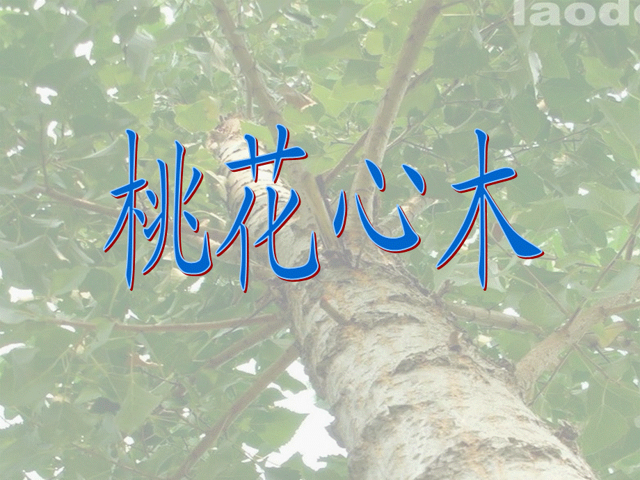 六年级下册《桃花心木》课件.ppt_第2页