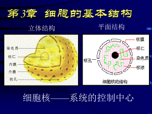 【全国百强校】吉林省毓文中学高中生物必修一人教版课件：3.3细胞核-系统的控制中心 (共29张PPT).ppt