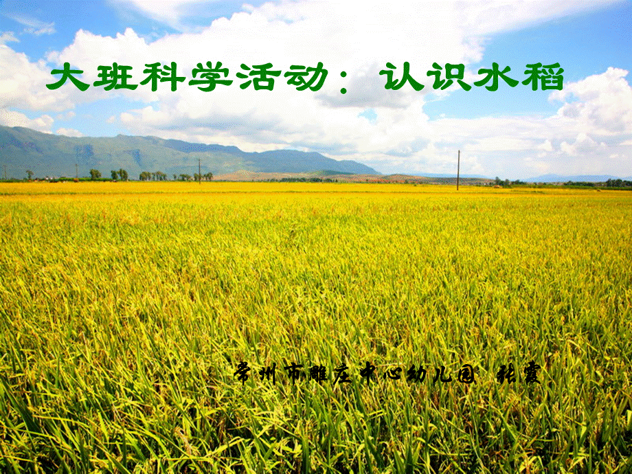 大班科学：认识水稻.ppt_第1页
