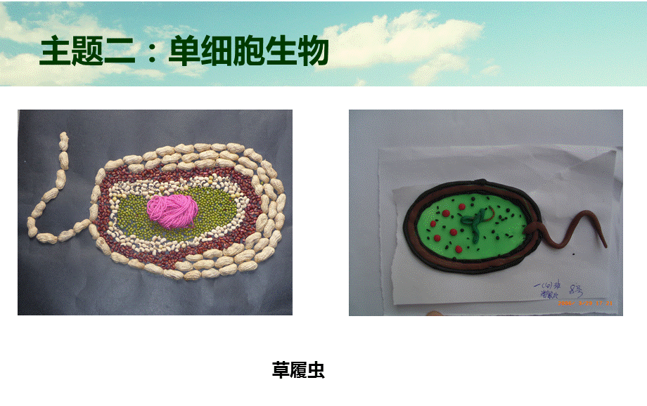 动植物细胞模型制作.ppt_第3页