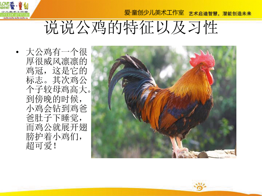 公鸡的介绍.ppt_第2页