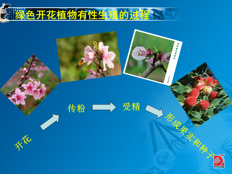 植物的生殖-教学课件.ppt_第3页