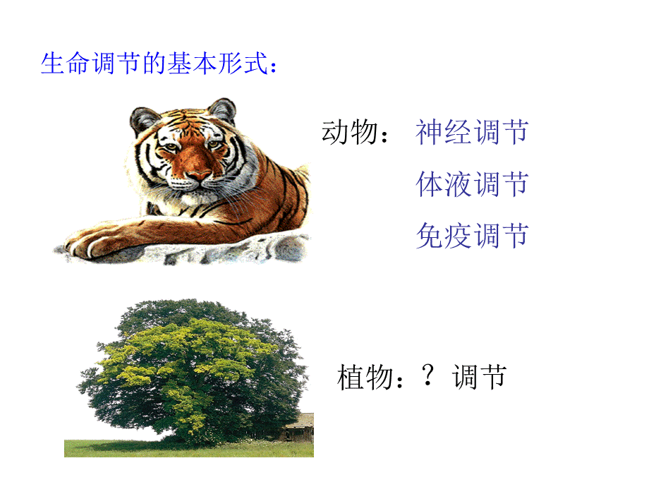 植物生长素的发现PPT课件2.ppt_第1页