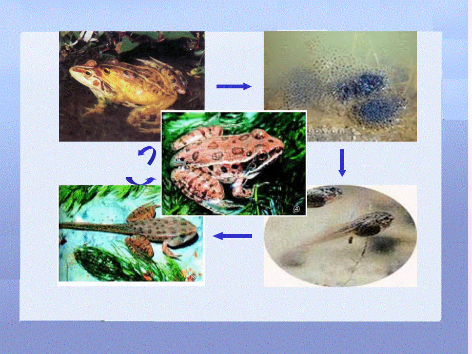 植物的生殖方式.ppt_第3页