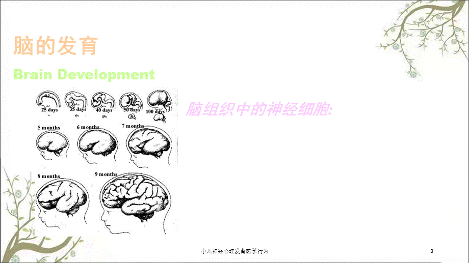 小儿神经心理发育医学行为课件.ppt_第3页