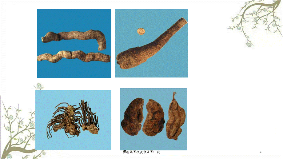 植物药类根及根茎类中药课件.ppt_第3页