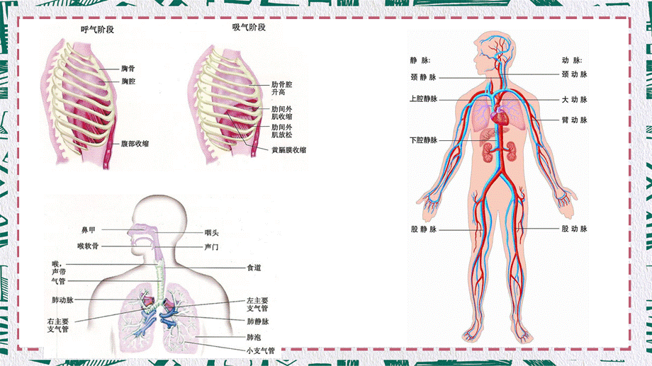 人体骨骼肌肉图片素材中西医健身JPG图片全集PPT授课课件.pptx_第3页