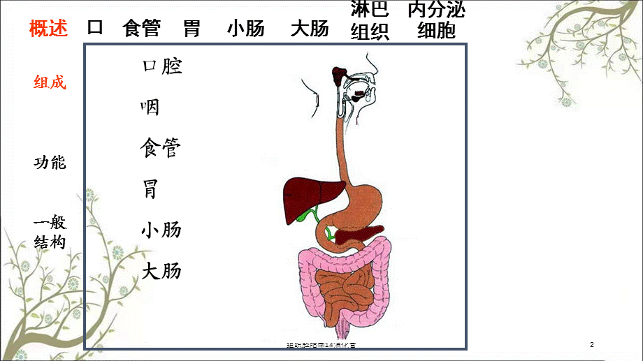 组织胚胎学14消化管课件.ppt_第2页