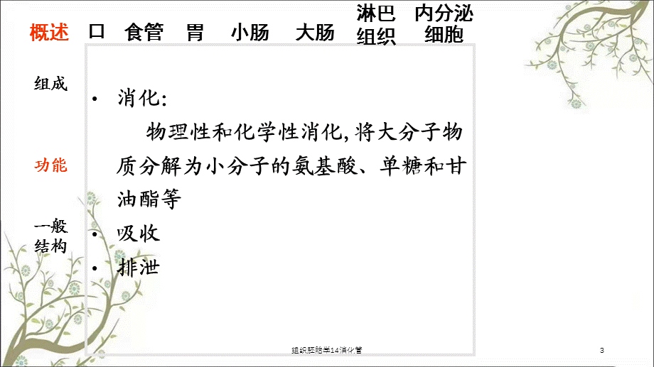 组织胚胎学14消化管课件.ppt_第3页