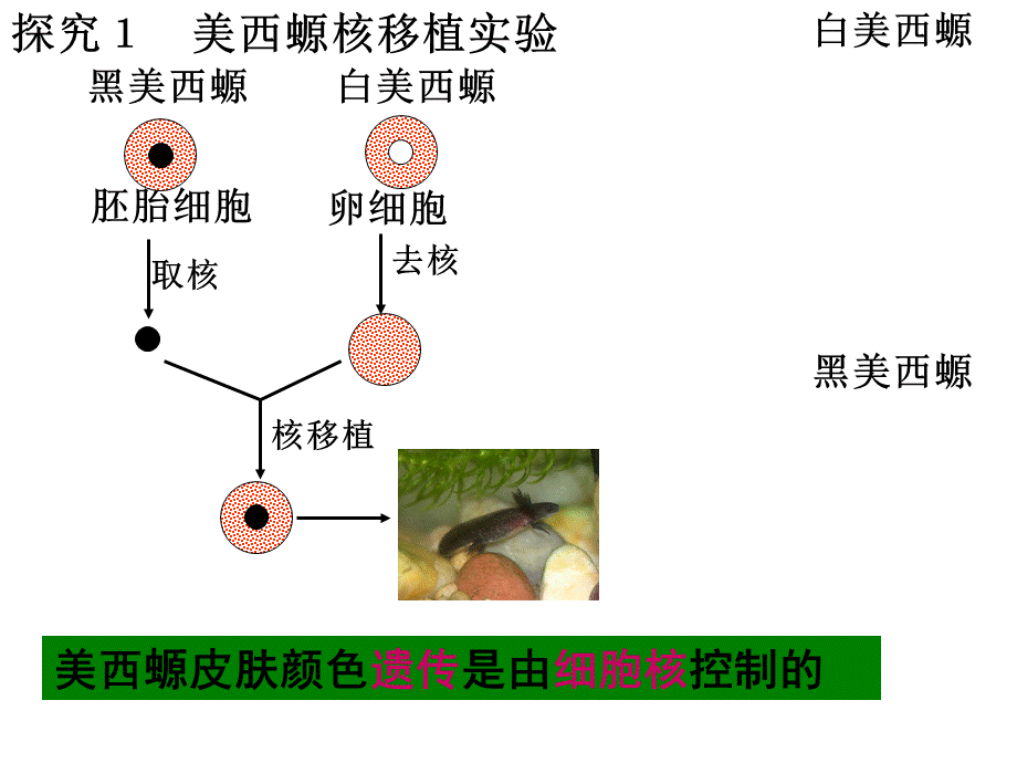 细胞核-系统的控制中心.pptx_第3页