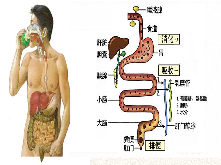 文明如厕讲卫生.ppt_第3页