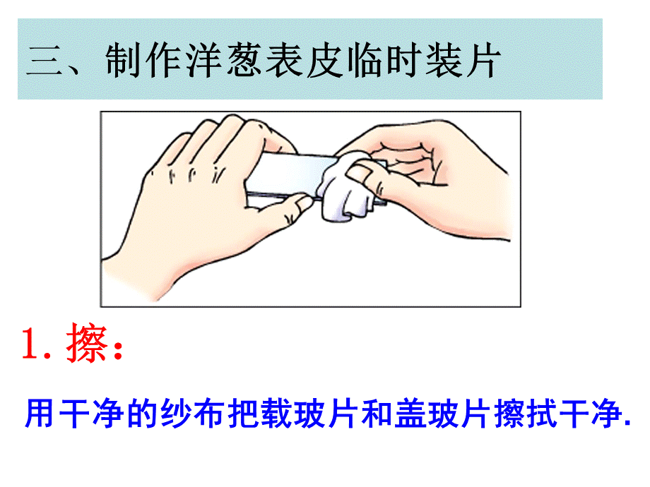 浙教版七年级科学第2章第2节观察动植物细胞.ppt_第3页