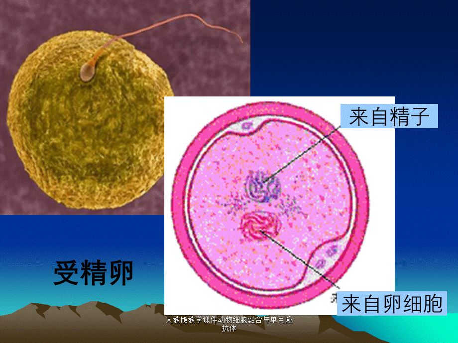 人教版教学课件动物细胞融合与单克隆抗体.ppt_第3页