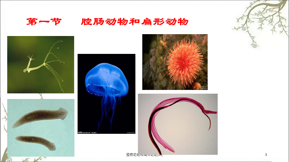 腔肠动物和扁形动物(12)课件.ppt_第3页