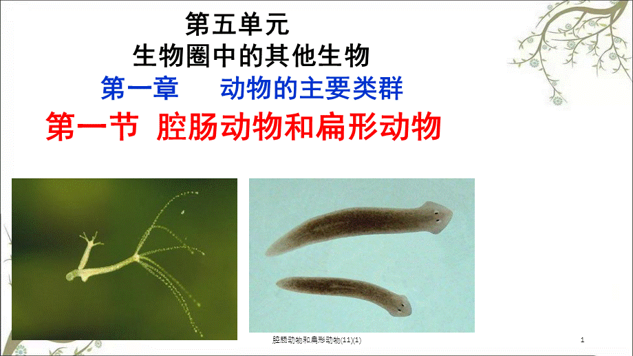 腔肠动物和扁形动物(11)(1)课件.ppt_第1页