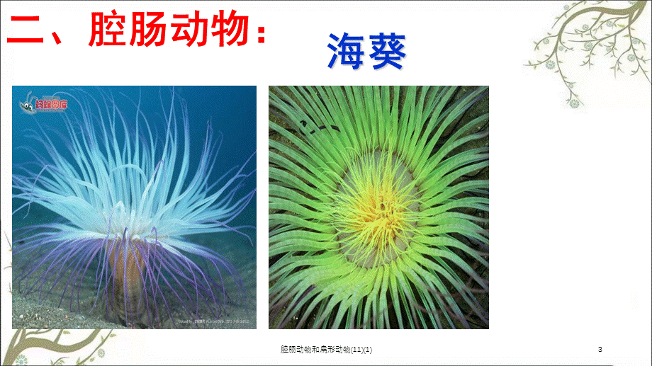 腔肠动物和扁形动物(11)(1)课件.ppt_第3页