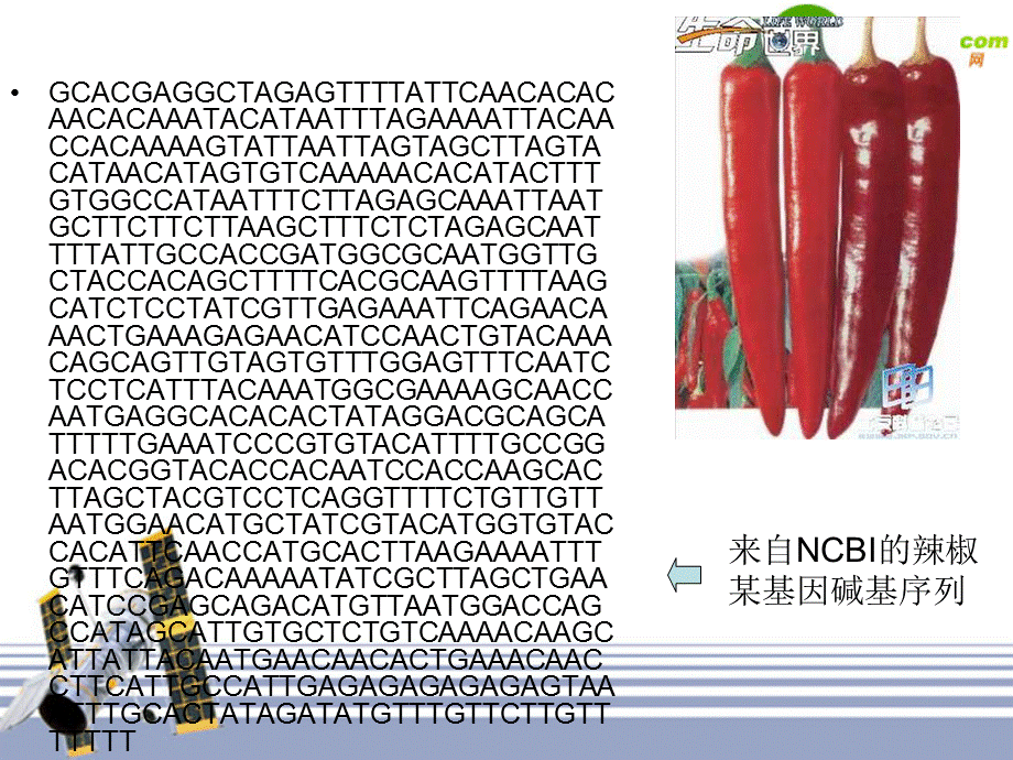 高中生物 第三章第四节 遗传信息的表达-RNA和蛋白质的合成课件2 浙科版必修2.ppt_第3页