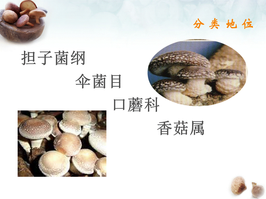 香菇ppt模板.ppt_第3页