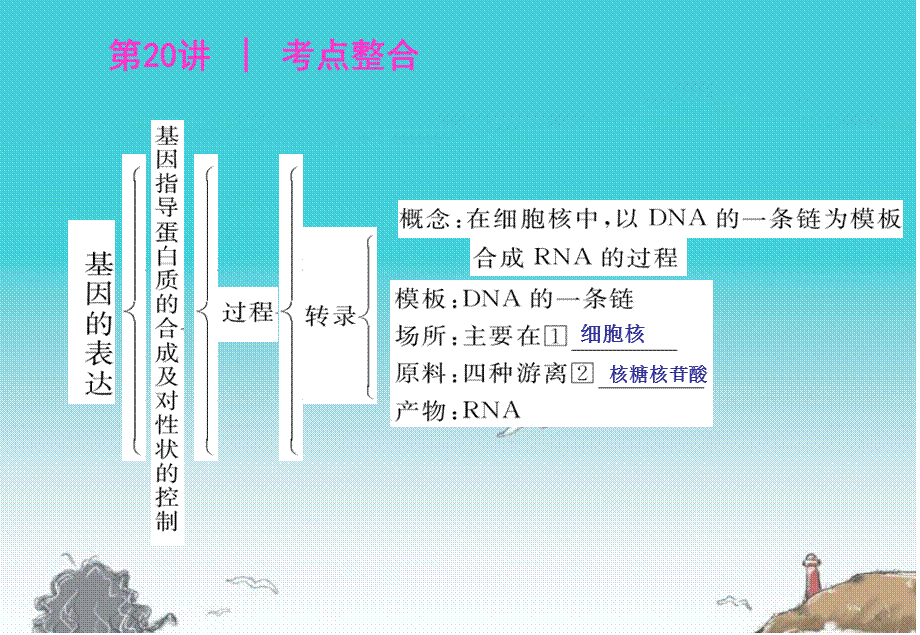 2012届高三生物基础复习 第四单元基因的表达 新人教版必修2.ppt_第2页