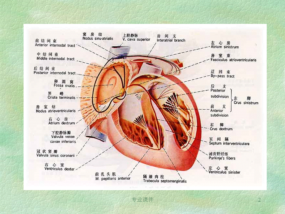 心电图基础[业内借鉴].ppt_第2页