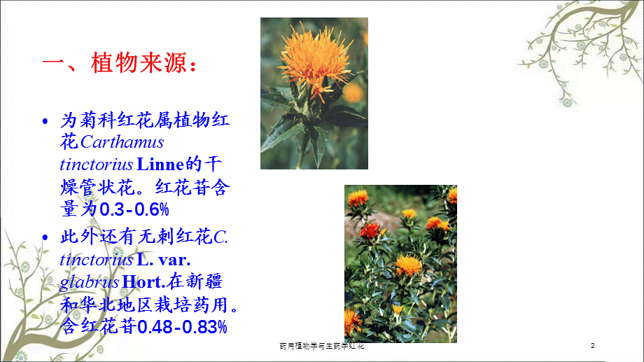 药用植物学与生药学红花课件.ppt_第2页