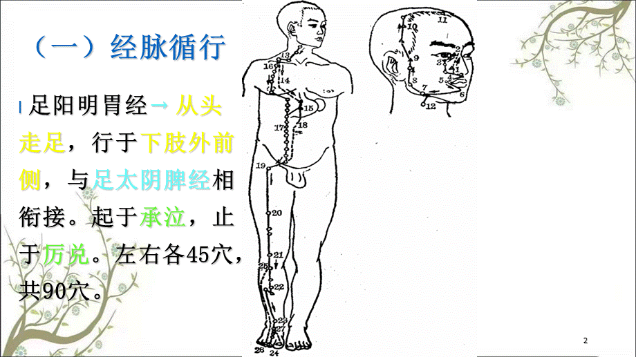 足阳明胃经足太阴脾经课件.ppt_第2页