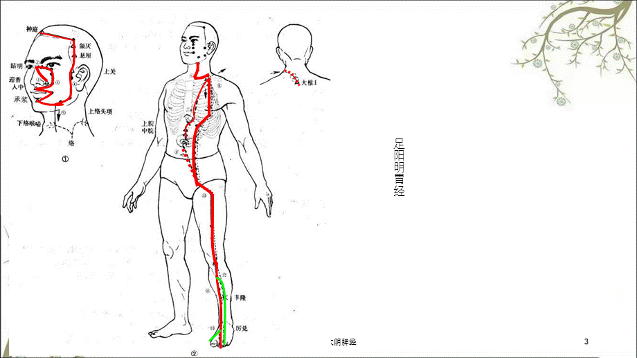 足阳明胃经足太阴脾经课件.ppt_第3页