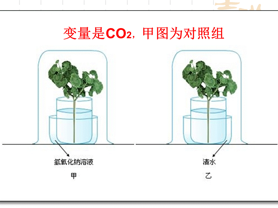 第二节光合作用的原料.ppt_第3页