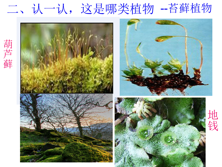 第二节苔藓植物和蕨类植物.ppt_第3页