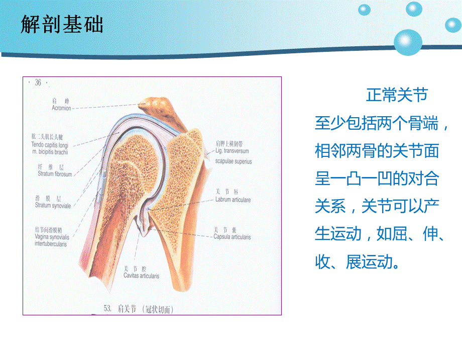 肩关节脱位病人的护理[医疗经验].ppt_第2页