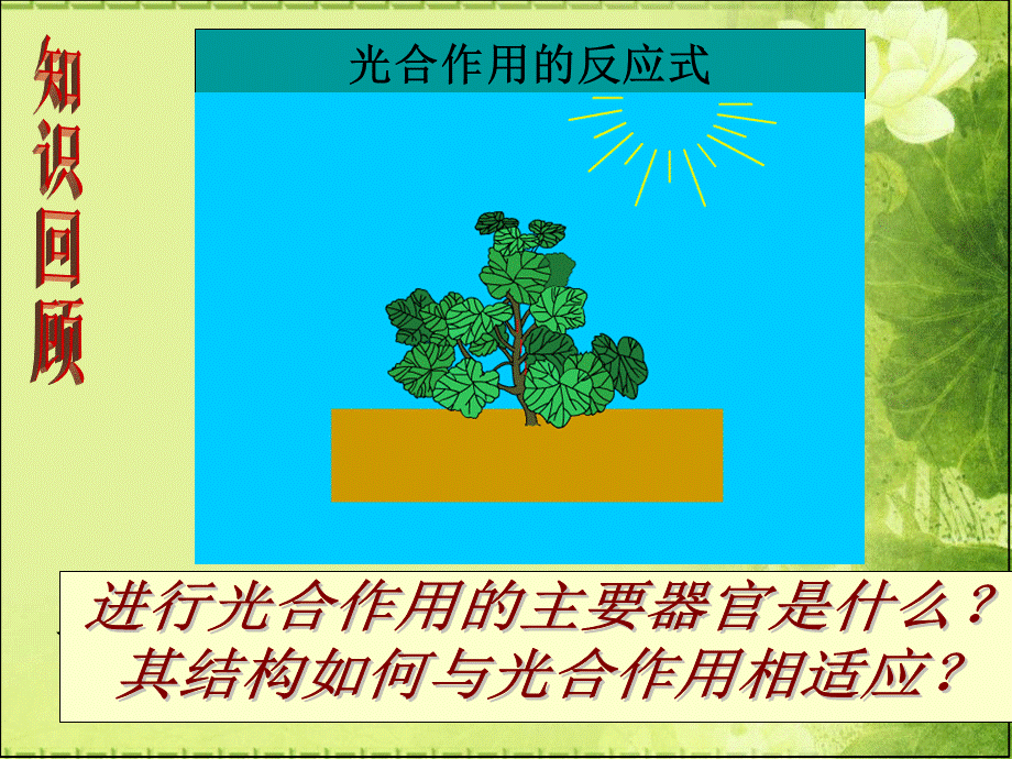 叶片的结构03824.ppt_第2页