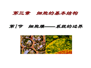 第节细胞膜——系统的边界.ppt