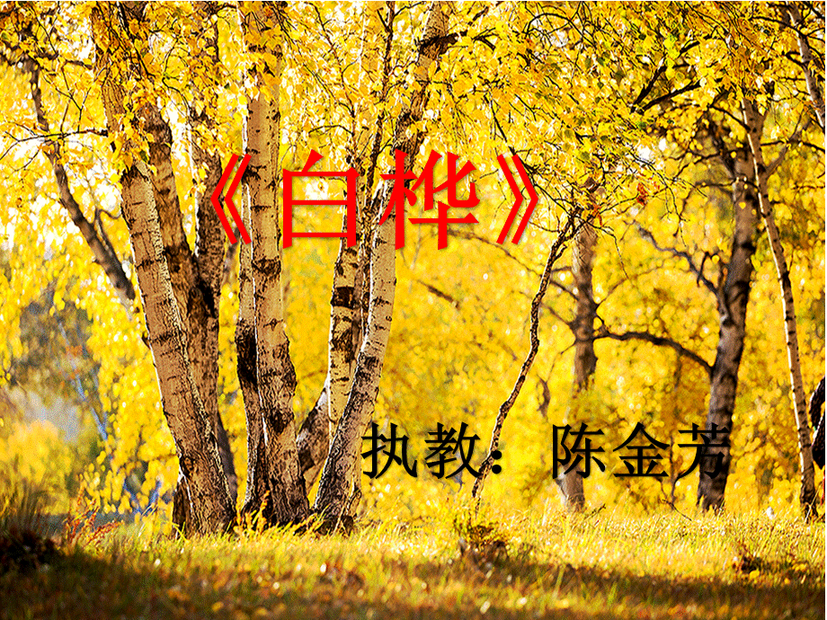 白桦 (6).ppt_第1页