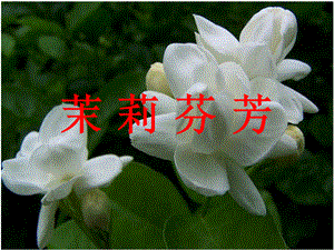 唱歌茉莉花.ppt