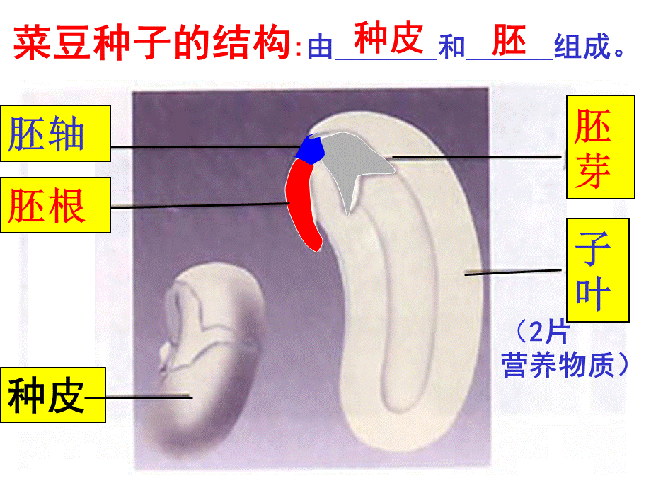 第一节　种子的萌发 (2).ppt_第1页