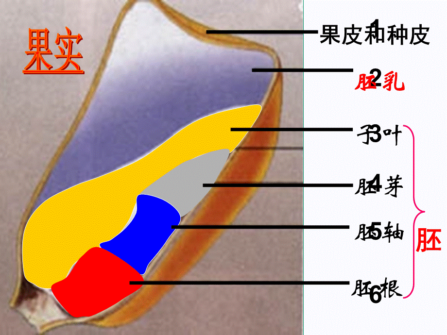 第一节　种子的萌发 (2).ppt_第2页