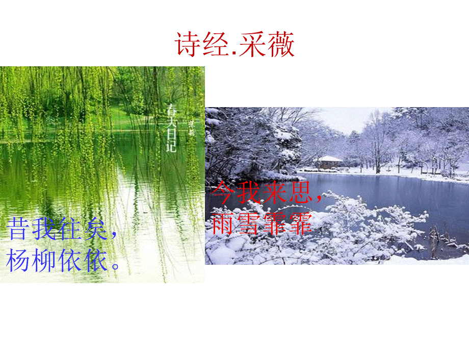 白桦 (2).ppt_第3页