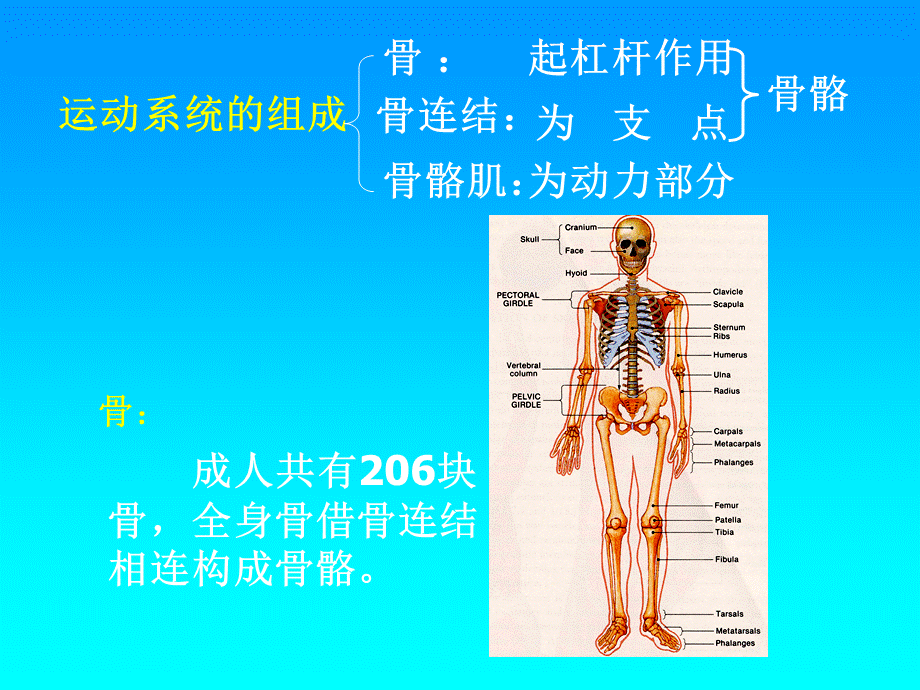 苏科版初中生物八上第六单元17.1《人体的支持和运动》课件 .ppt_第3页