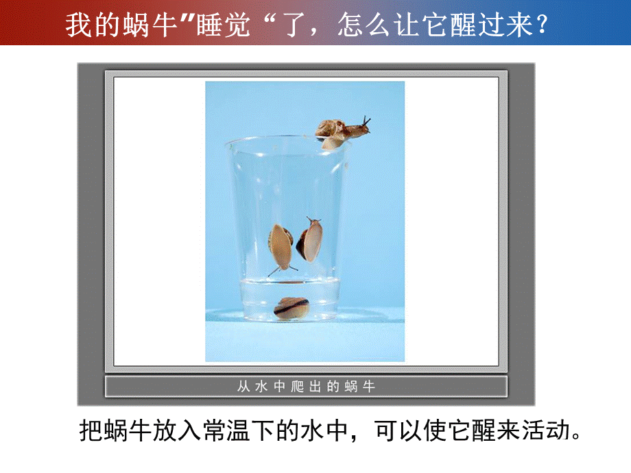 蜗牛（二）.ppt_第3页