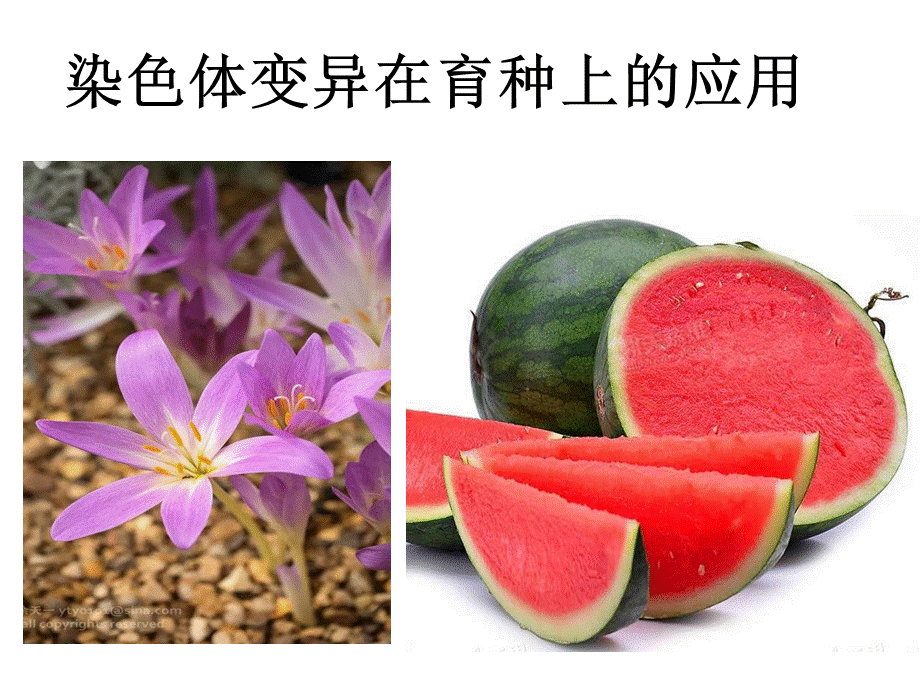 染色体变异在育种上的应用 (2).ppt_第1页