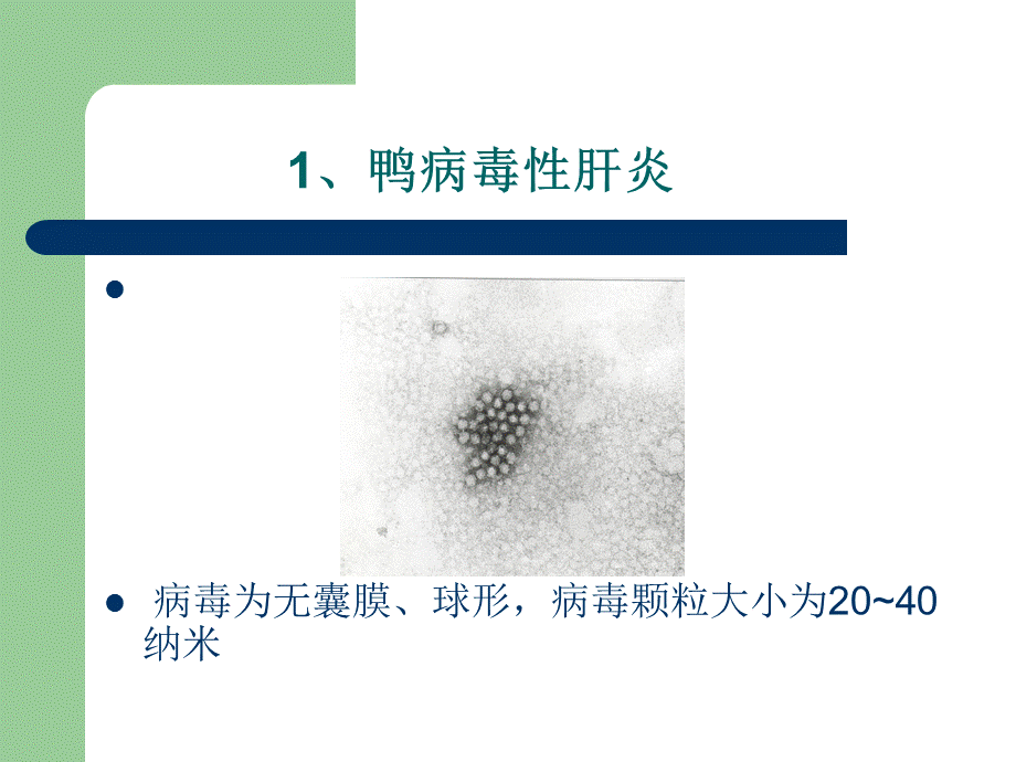 肉鸭临床疾病防治图.ppt_第2页