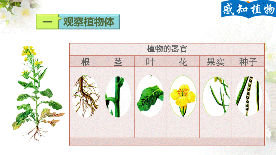 第1节植物体的组成.ppt_第2页