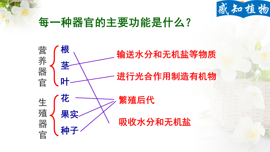 第1节植物体的组成.ppt_第3页