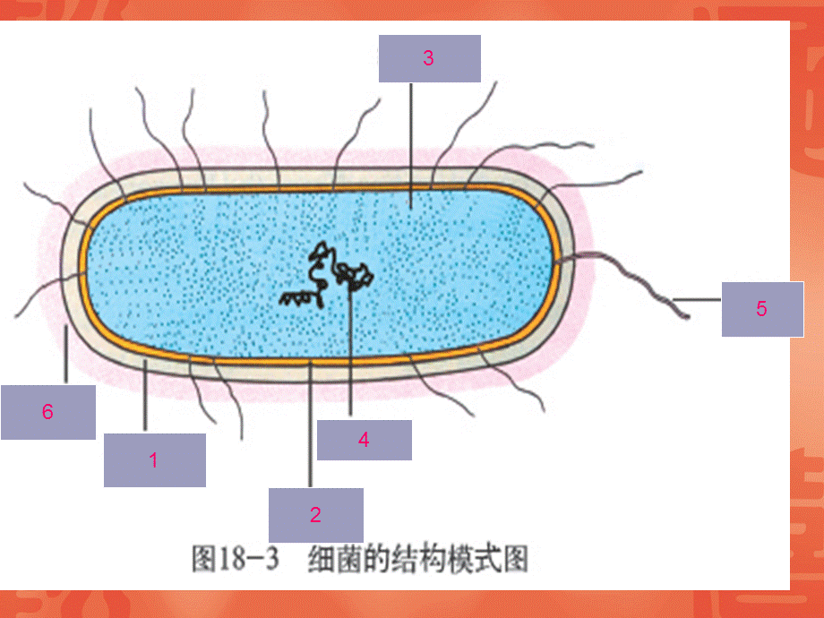 第1节微生物在生物圈中的作用 (2).ppt_第2页