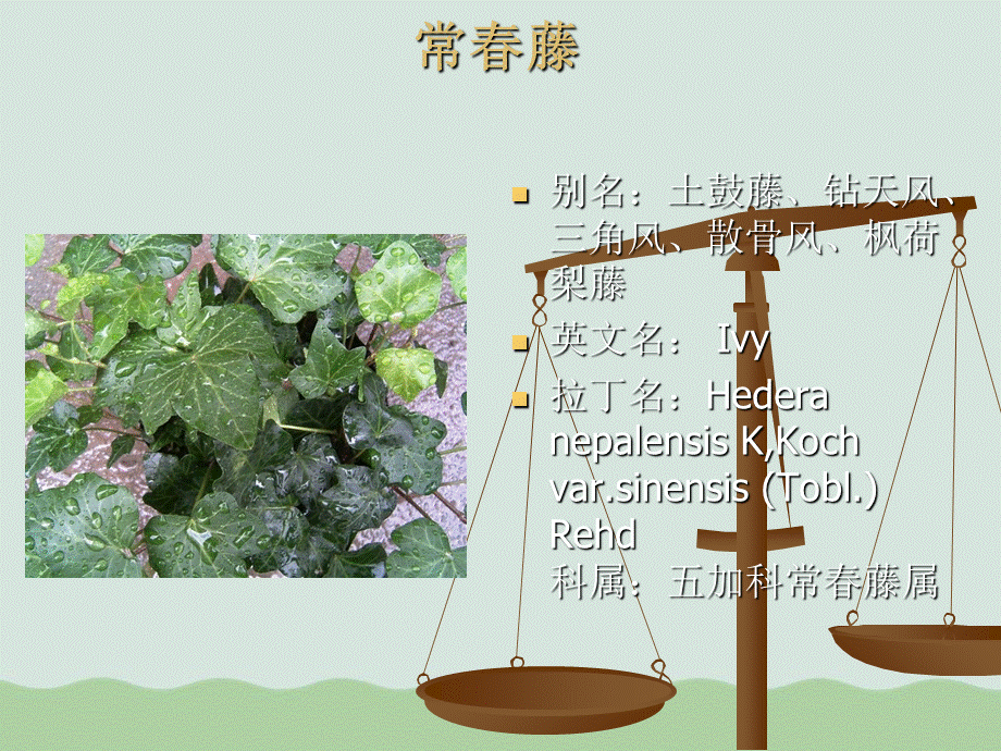 绿化植物基础知识专项培训ppt(共41页).ppt_第3页