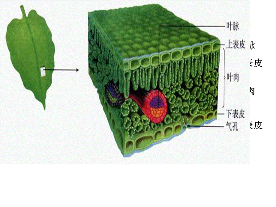 第三节绿色植物的光合作用 (2).ppt_第2页