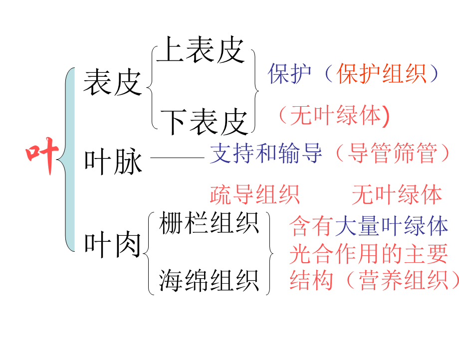 第三节绿色植物的光合作用 (2).ppt_第3页