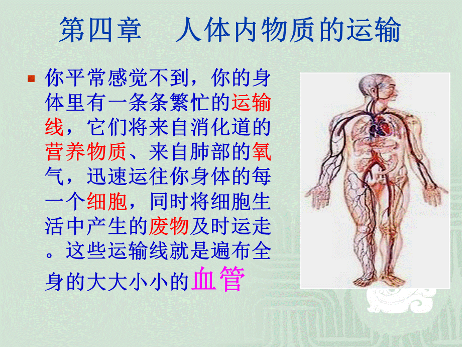 第二节血流的管道——血管 (2).ppt_第1页