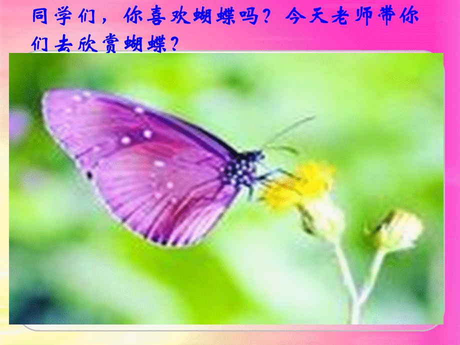 19-台湾的蝴蝶谷.ppt_第1页
